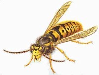Wasp Attack 374828 Image 2